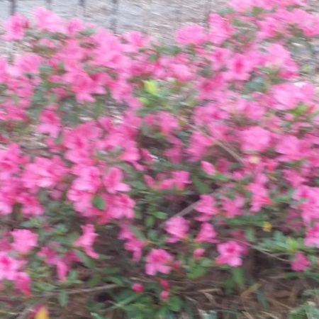 Senatobia Spahn House Bed And Breakfast מראה חיצוני תמונה