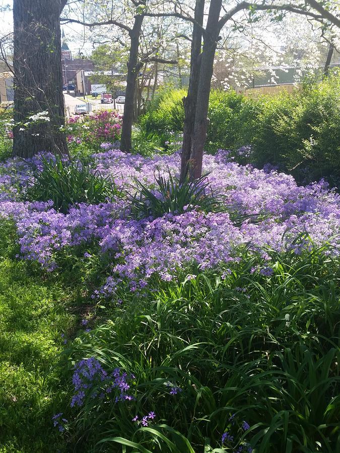 Senatobia Spahn House Bed And Breakfast מראה חיצוני תמונה