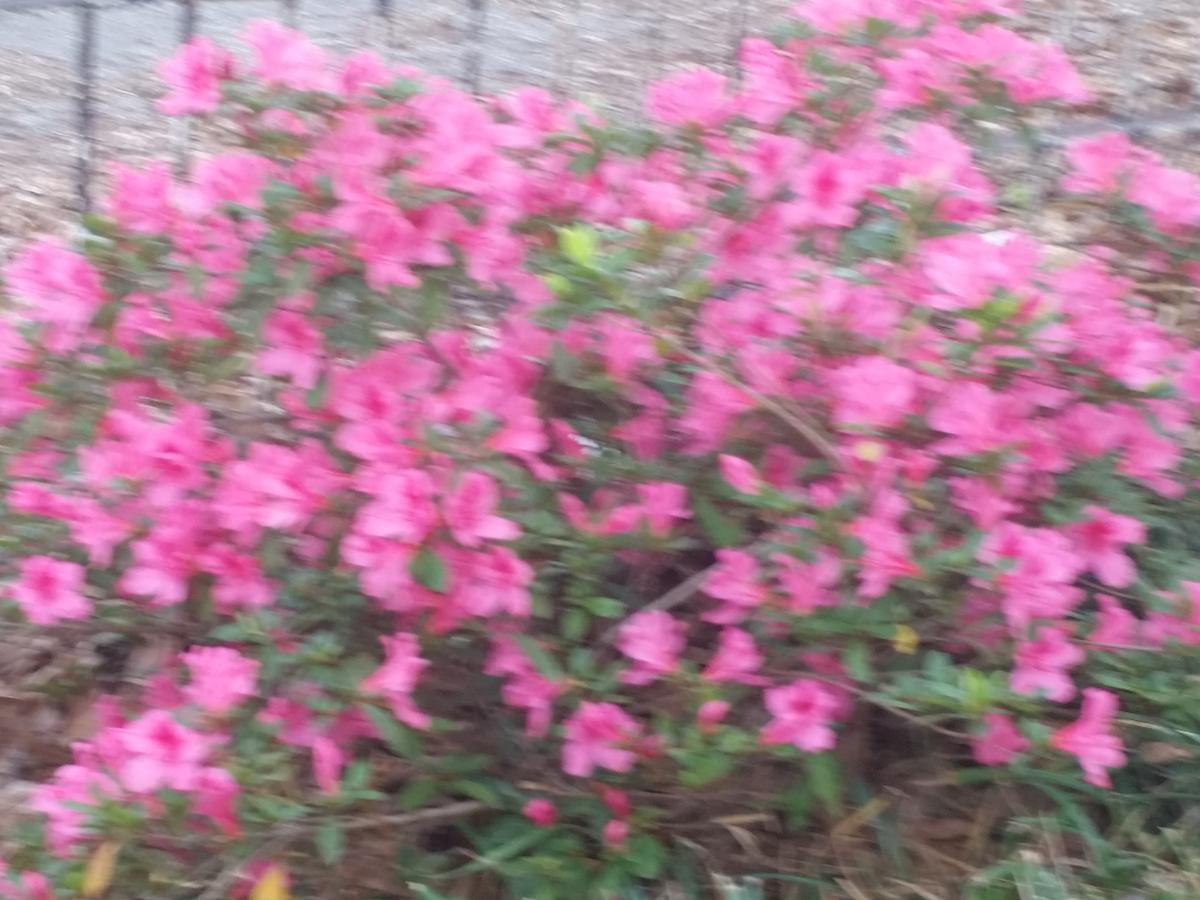 Senatobia Spahn House Bed And Breakfast מראה חיצוני תמונה