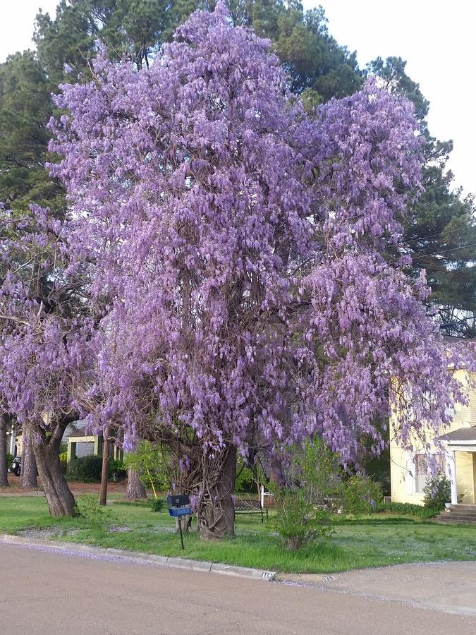 Senatobia Spahn House Bed And Breakfast מראה חיצוני תמונה
